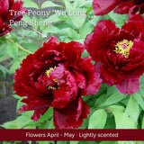 The Peony Gift Gift Option