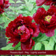 The Peony Gift Gift Option