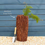 Hardy Tree Fern | Dicksonia antarctica Ornamental Trees