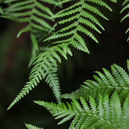 Hardy Tree Fern | Dicksonia antarctica Ornamental Trees