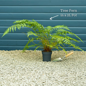 Hardy Tree Fern | Dicksonia antarctica Ornamental Trees