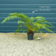 Hardy Tree Fern | Dicksonia antarctica Ornamental Trees