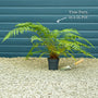 Hardy Tree Fern | Dicksonia antarctica Ornamental Trees