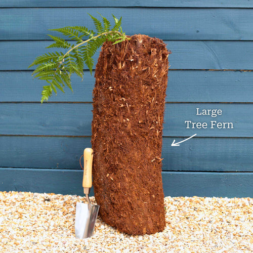 Hardy Tree Fern | Dicksonia antarctica Ornamental Trees