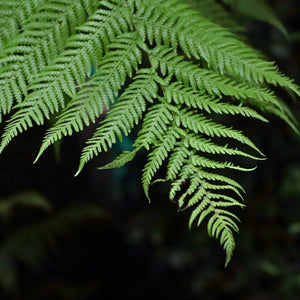 Hardy Tree Fern | Dicksonia antarctica Ornamental Trees