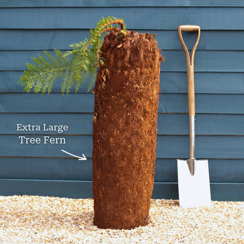 Hardy Tree Fern | Dicksonia antarctica Ornamental Trees