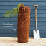 Hardy Tree Fern | Dicksonia antarctica Ornamental Trees