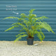 Hardy Tree Fern | Dicksonia antarctica Ornamental Trees