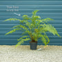 Hardy Tree Fern | Dicksonia antarctica Ornamental Trees