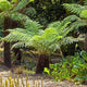 Soft Tree Fern | Dicksonia antarctica Ornamental Trees