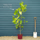 Tulip Tree | Liriodendron tulipifera Ornamental Trees