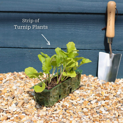 'Snowball' Turnip Plants Vegetables