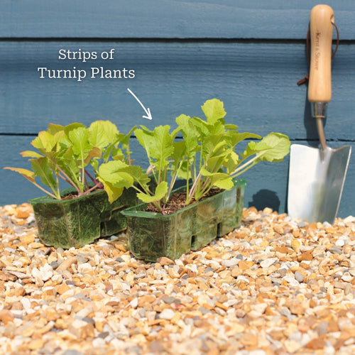 'Snowball' Turnip Plants Vegetables