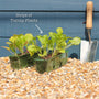 'Snowball' Turnip Plants Vegetables