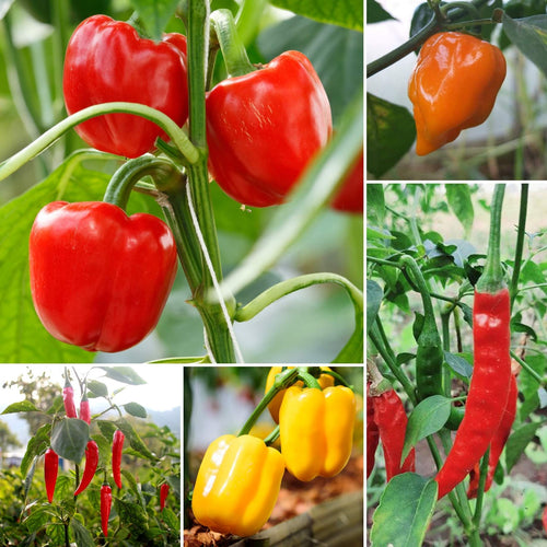 Ultimate Chilli & Pepper Plant Collection Vegetables