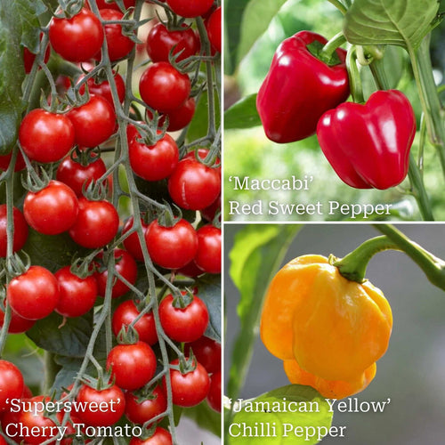 Ultimate Grafted Vegetables | Grower's Choice Vegetables