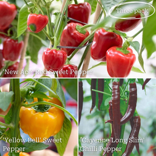 Ultimate Chilli & Pepper Plant Collection Vegetables