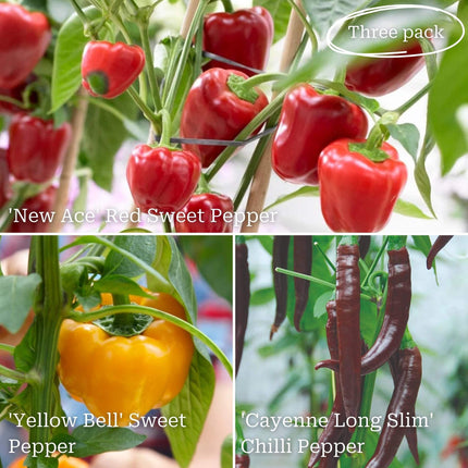 Ultimate Chilli & Pepper Plant Collection Vegetables