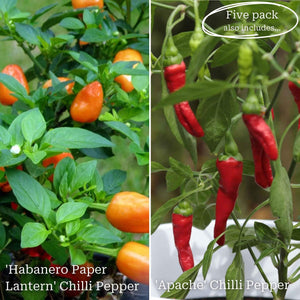 Ultimate Chilli & Pepper Plant Collection Vegetables
