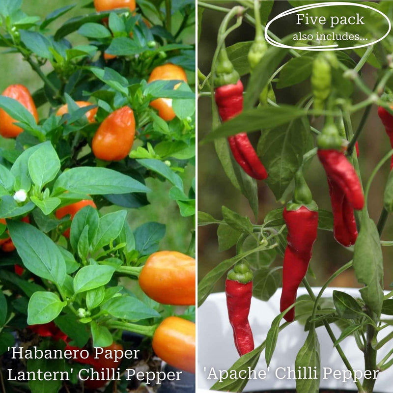 Ultimate Chilli & Pepper Plant Collection Vegetables