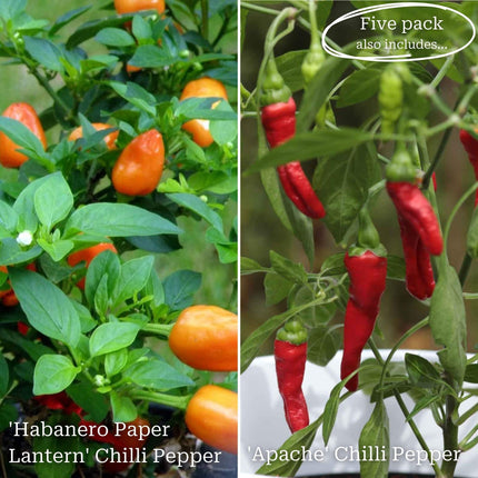 Ultimate Chilli & Pepper Plant Collection Vegetables