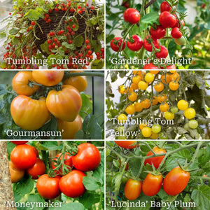 Ultimate Tomato Plant Collection Vegetables