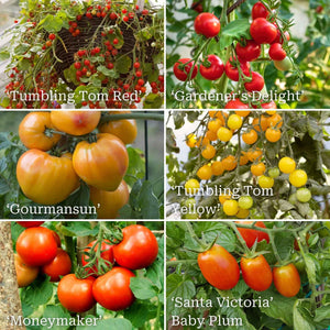 Ultimate Tomato Plant Collection Vegetables