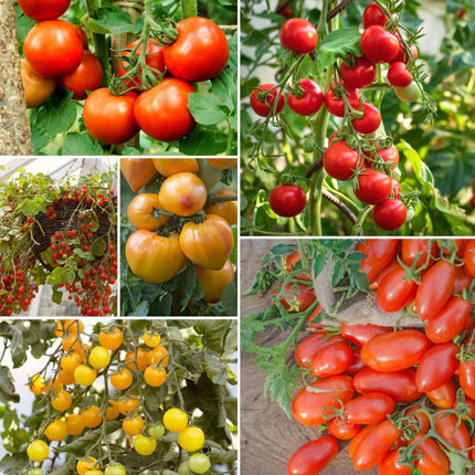 Ultimate Tomato Plant Collection Vegetables