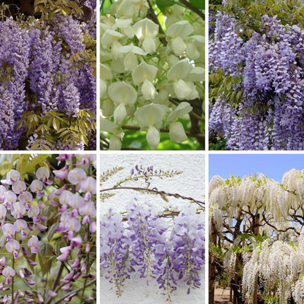 Ultimate Wisteria Collection Climbing Plants