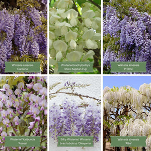 Ultimate Wisteria Collection Climbing Plants
