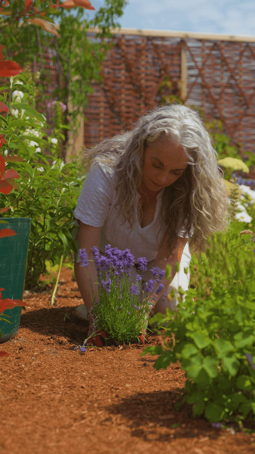 Why choose Lavender 'Hidcote Improved'?