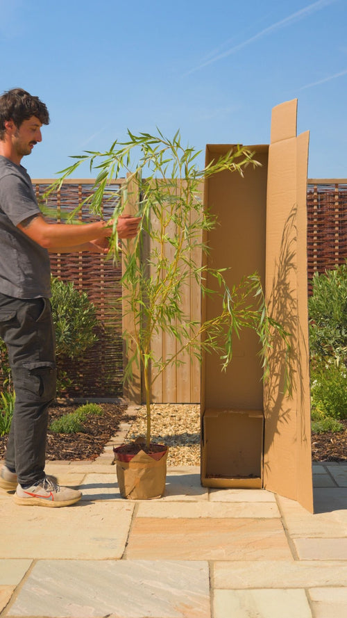 Why choose a Roots weeping willow?