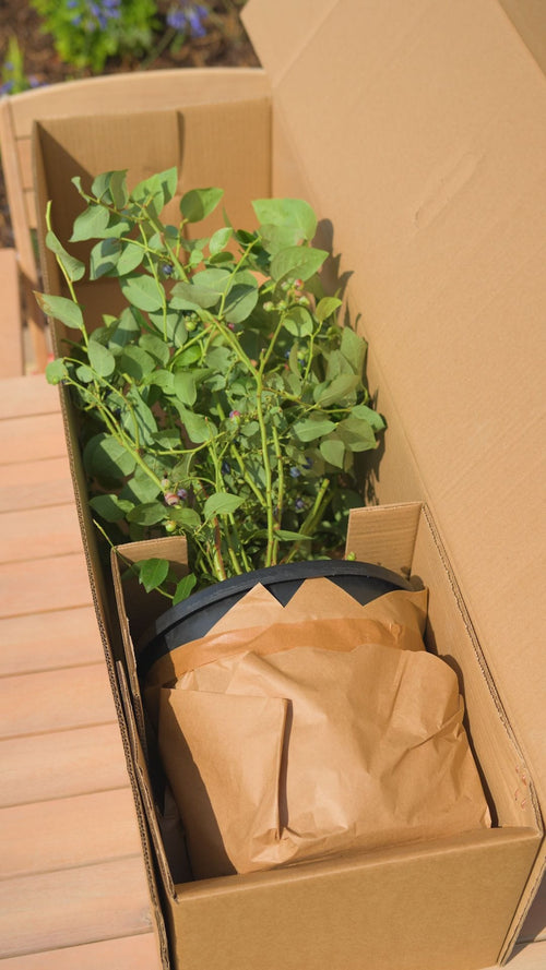 Why choose a Roots blueberry bush?