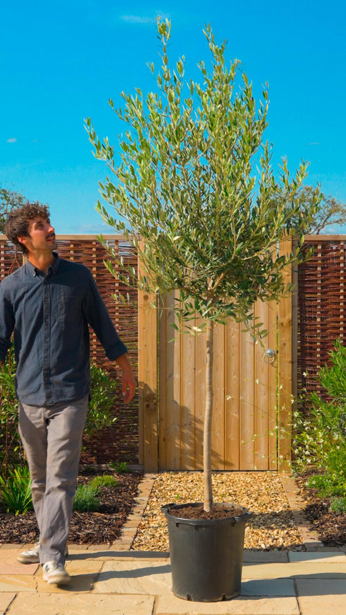 Why choose a Roots olive tree?