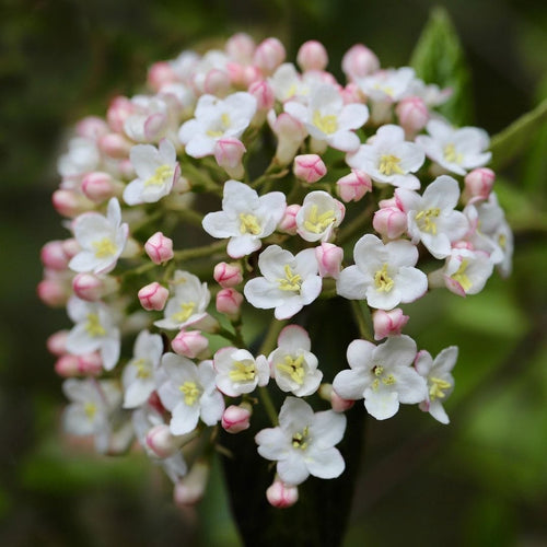Viburnum burkwoodii Shrubs
