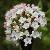 Viburnum burkwoodii Shrubs