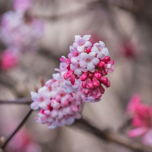 Viburnum bodnantense 'Charles Lamont' Shrubs