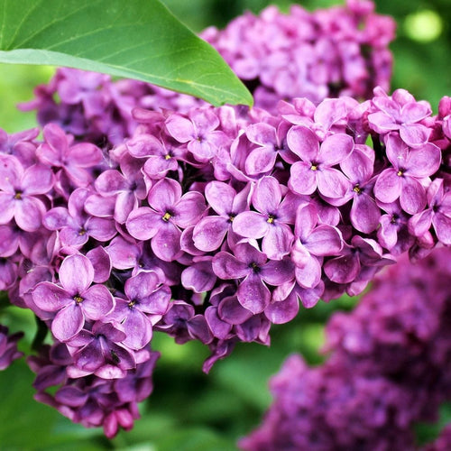 Lilac 'Souvenir de Louis Spaeth' | Syringa vulgaris Shrubs