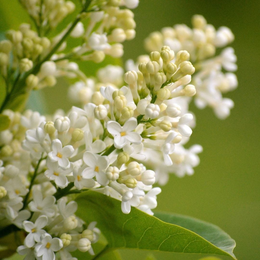 Syringa Tree Roots Lilac 'Primrose' | Syringa vulgaris – Roots Plants