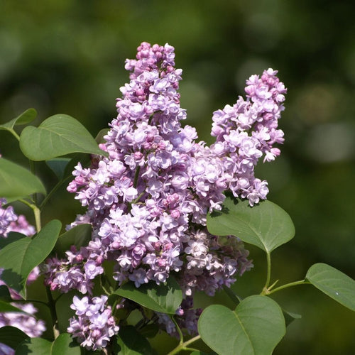 Lilac 'Michel Buchner' | Syringa vulgaris Shrubs