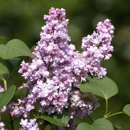 Lilac 'Katherine Havemeyer' | Syringa vulgaris Shrubs