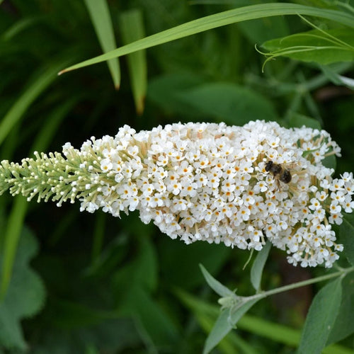 Buddleja davidii 'White Profusion' Shrubs