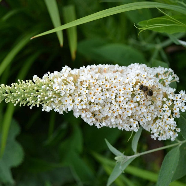 Buddleja davidii 'White Profusion' Shrubs