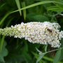 Buddleja davidii 'White Profusion' Shrubs