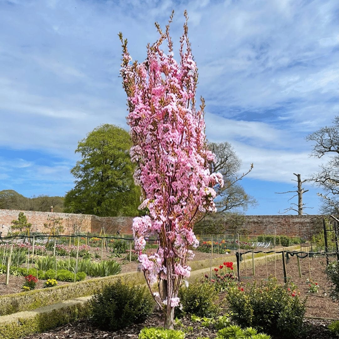 Cherry Tree With Roots Cherry Blossom Tree Roots Patio Cherry Blossom Tree | Prunus