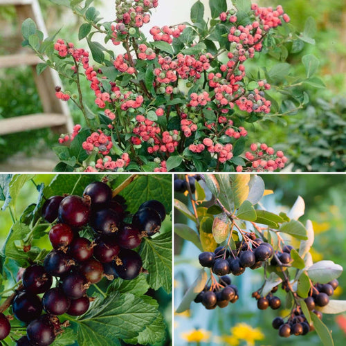 Unusual Berry Collection Soft Fruit