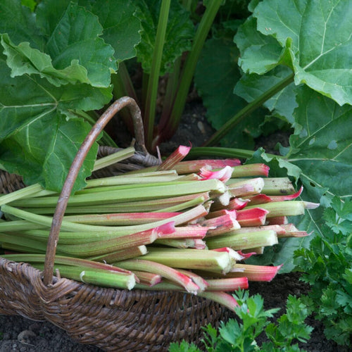 Full Season Rhubarb Collection Soft Fruit