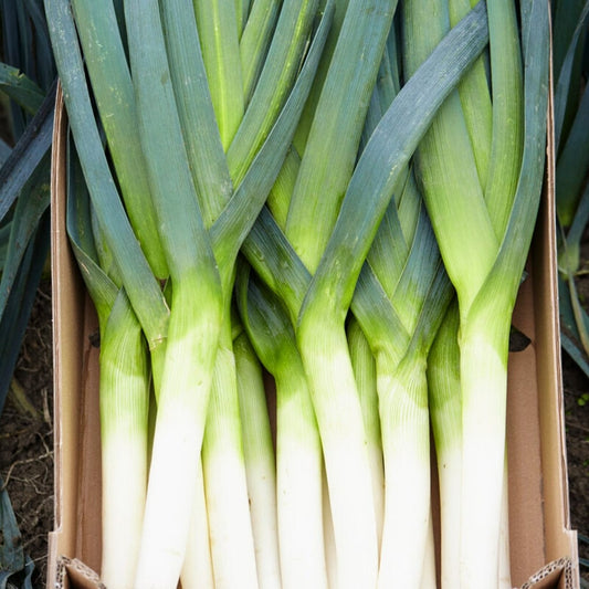 Musselburgh' Leek Plug Plants Vegetable Plants
