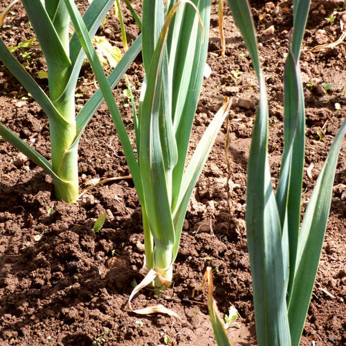 Musselburgh' Leek Plug Plants Vegetable Plants