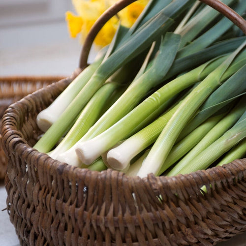 Musselburgh' Leek Plug Plants Vegetable Plants